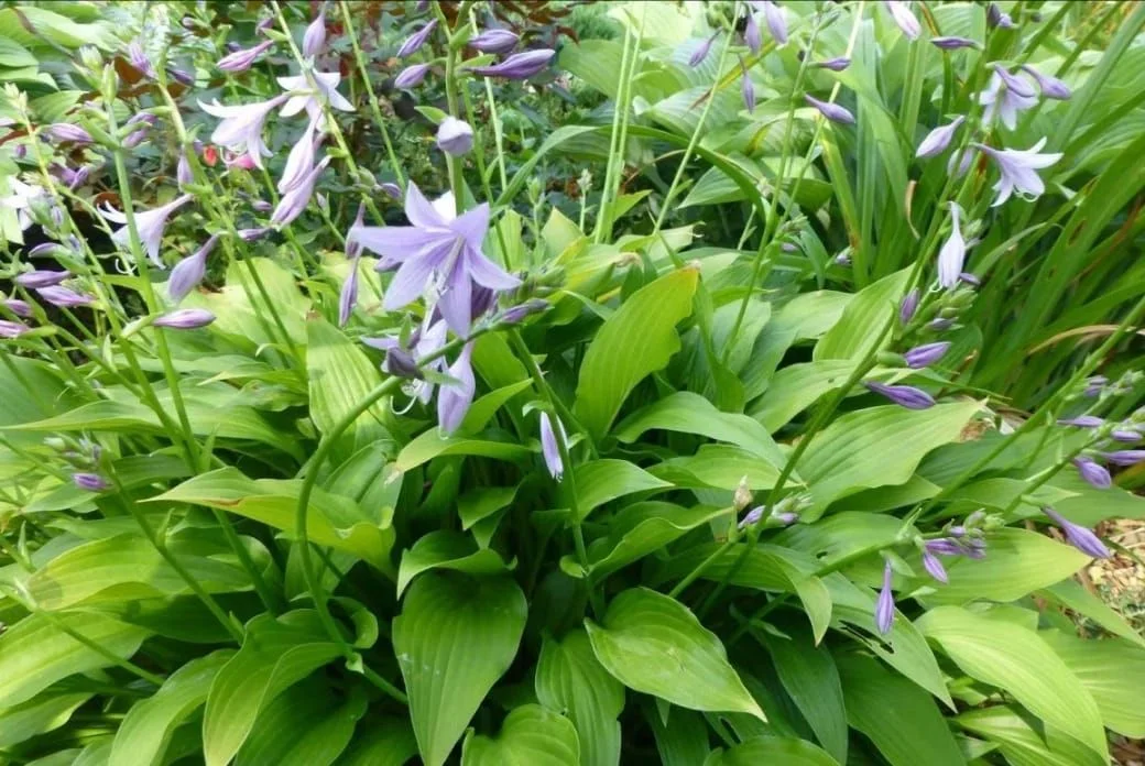 Хоста ланцетолистная