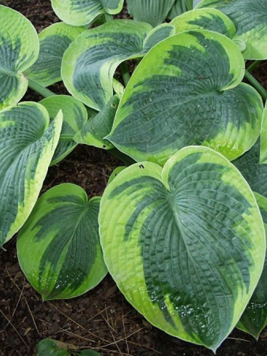 Хоста Токудама "Флавоцирциналис" - 2 изображение