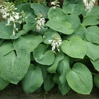 Хоста Зибольда  - 2 изображение