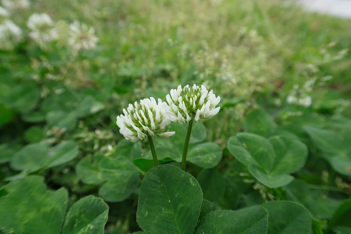 Клевер ползучий - 2 изображение