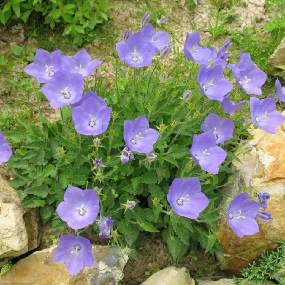 Колокольчик карпатский синий