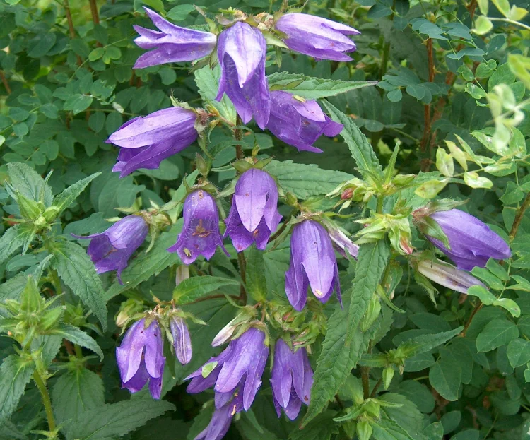 Колокольчик крапиволистный - 2 изображение