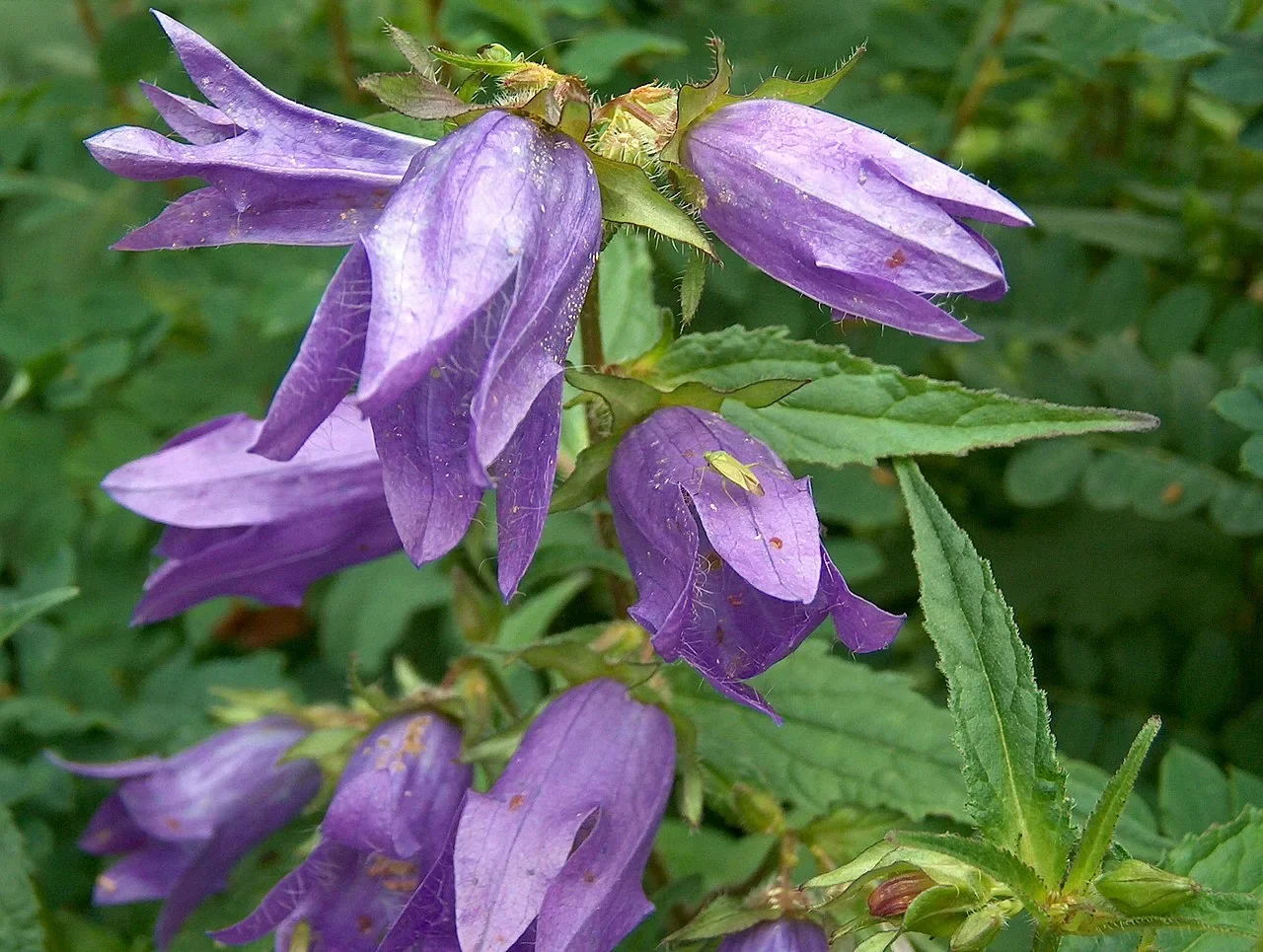 Колокольчик крапиволистный