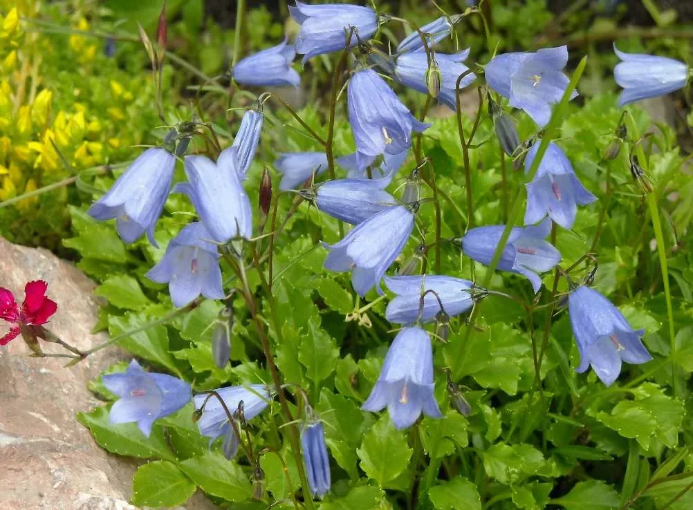 Колокольчик ложечницелистный синий