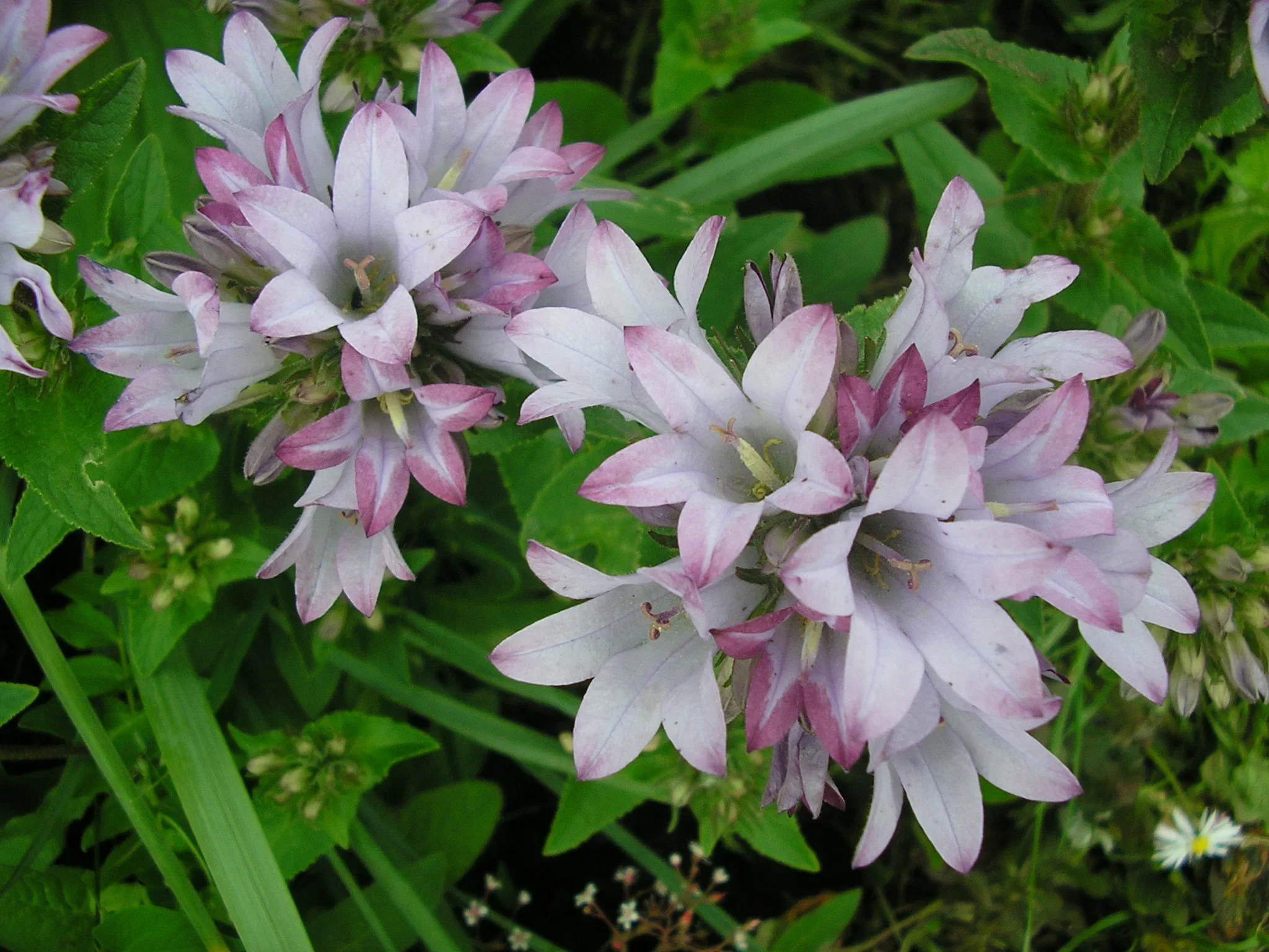 Колокольчик скученный "Каролина" - 2 изображение