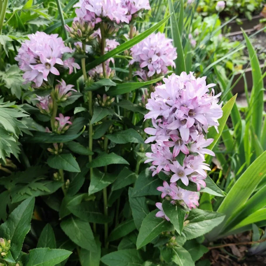 Колокольчик скученный "Каролина"