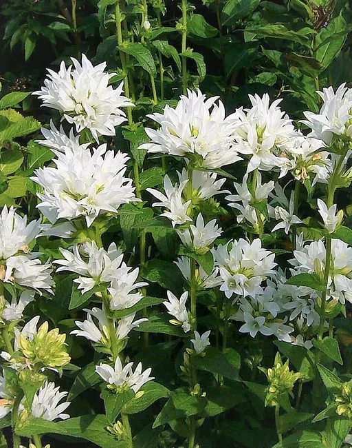 Колокольчик скученный "Шнеекроне"