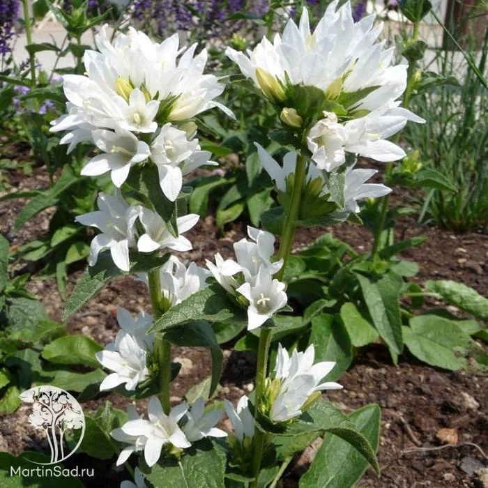 Колокольчик скученный "Шнеекроне" - 2 изображение