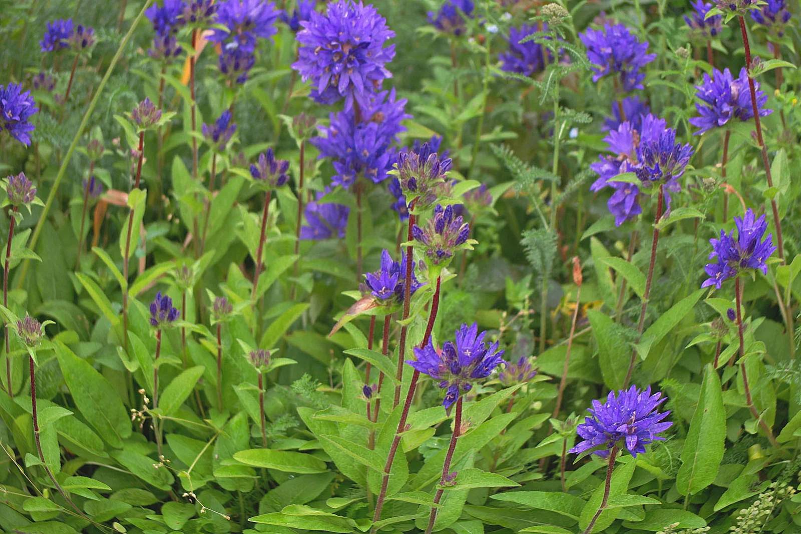 Колокольчик скученный (синий)