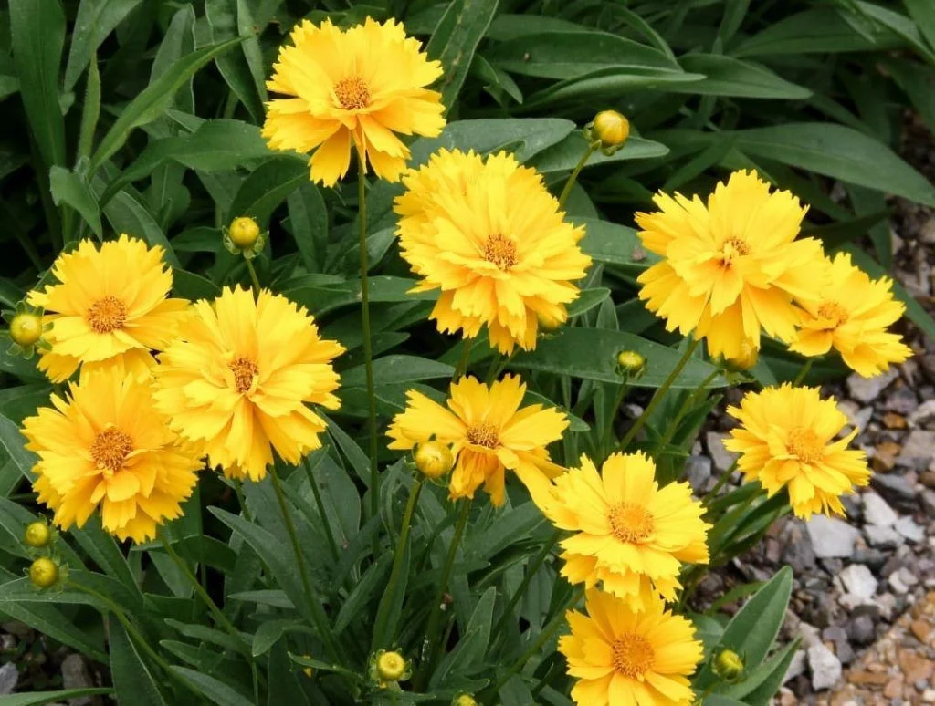 Кореопсис крупноцветковый