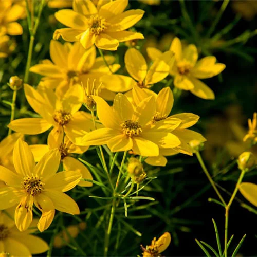 Кореопсис мутовчатый  - 2 изображение