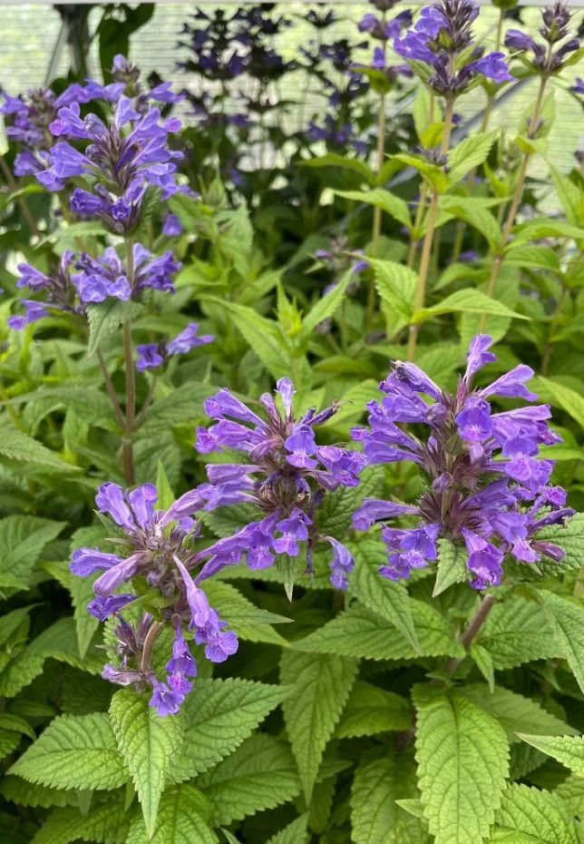 Котовник жилковатый Нептун