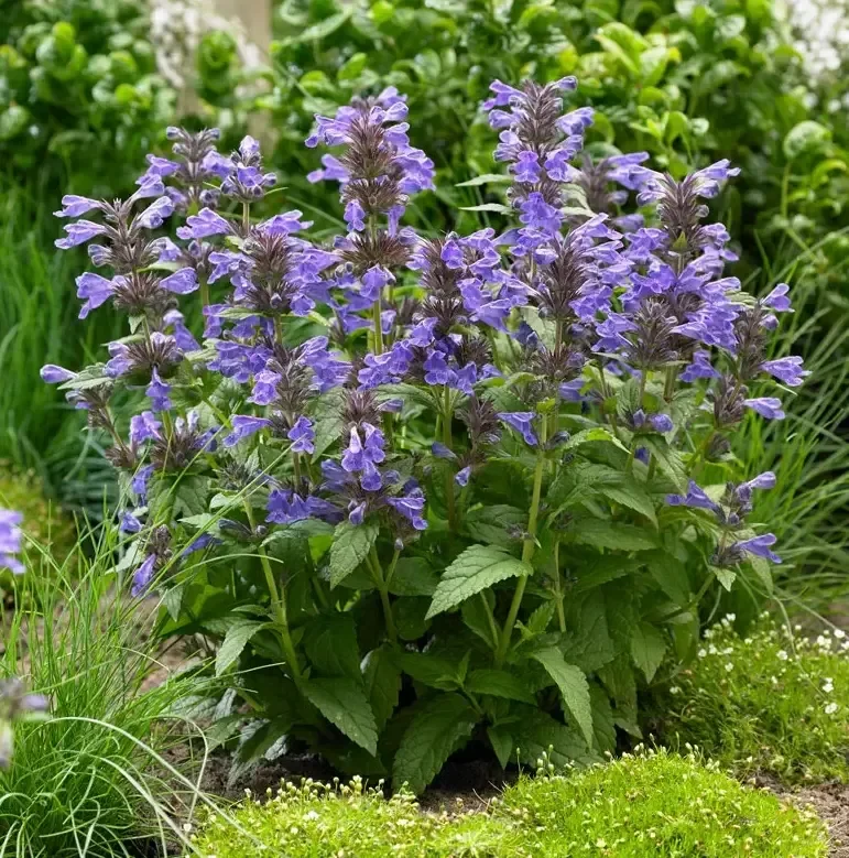 Котовник жилковатый Нептун - 2 изображение