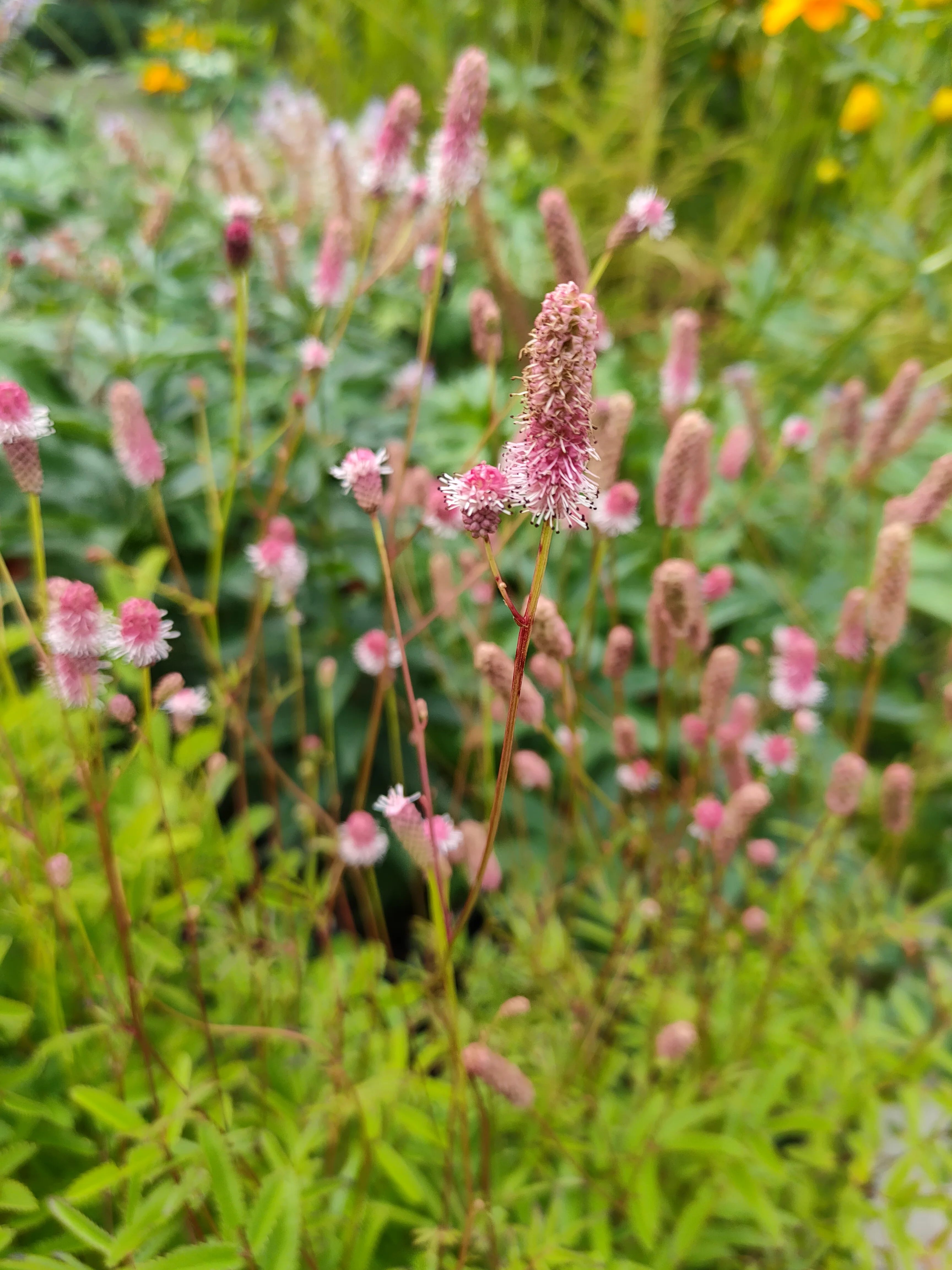 Кровохлебка гибридная "Пинк Танна" - 2 изображение