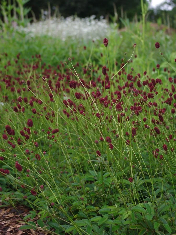 Кровохлёбка лекарственная Тана