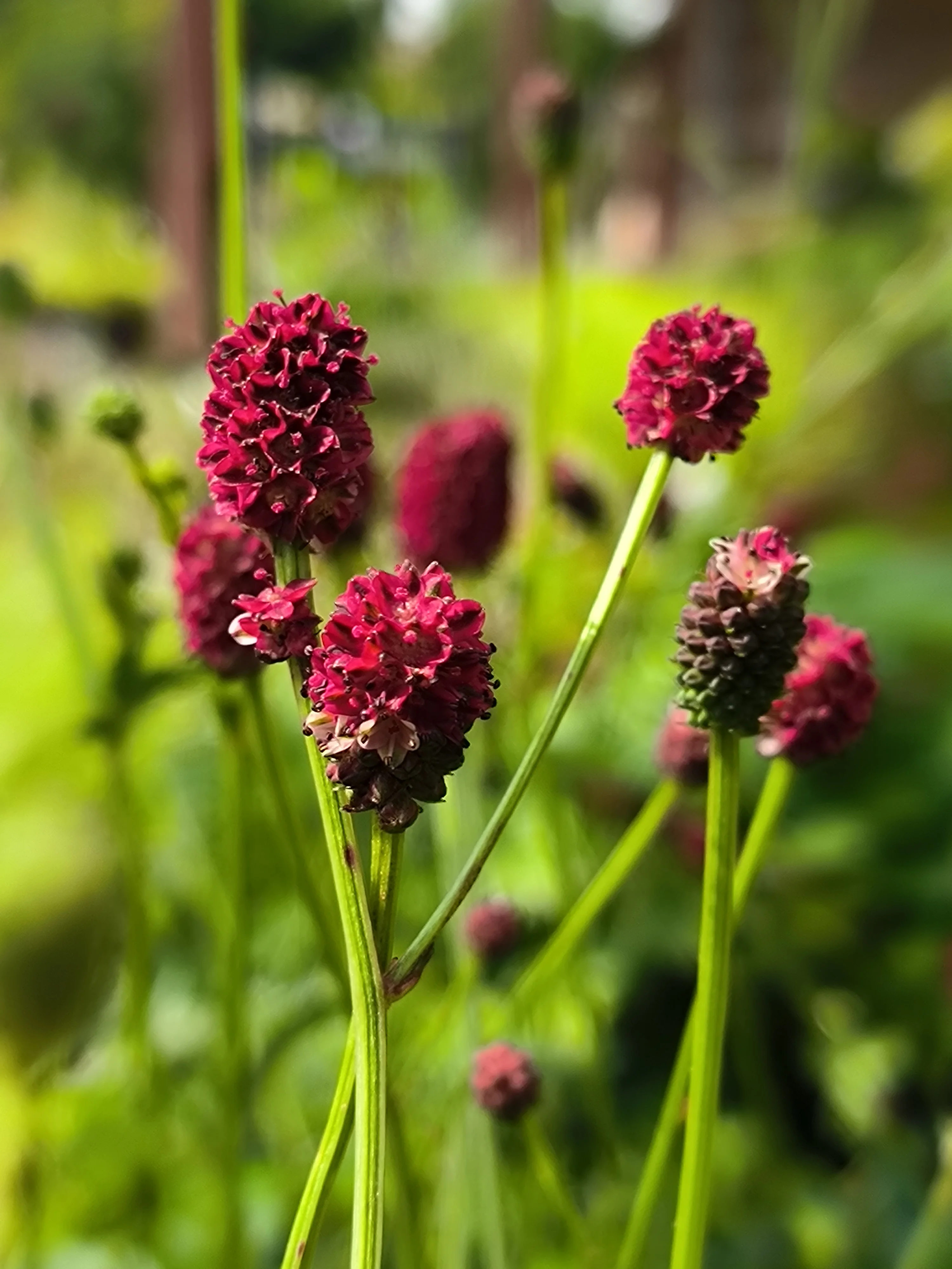 Кровохлёбка лекарственная Тана - 2 изображение