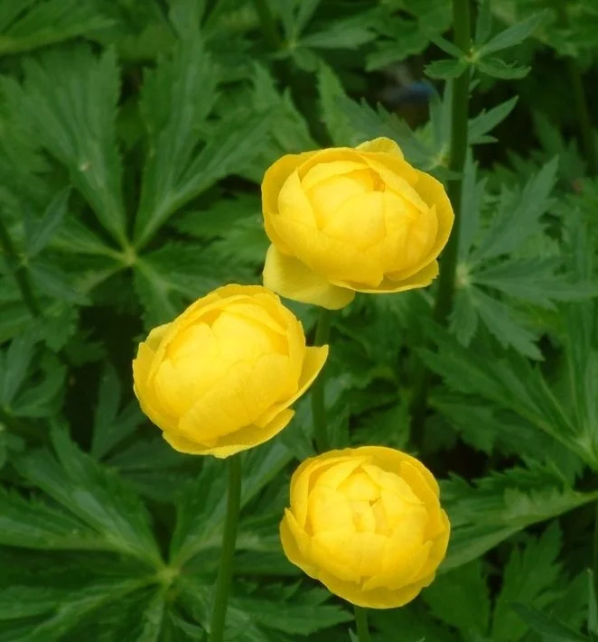 Купальница европейская