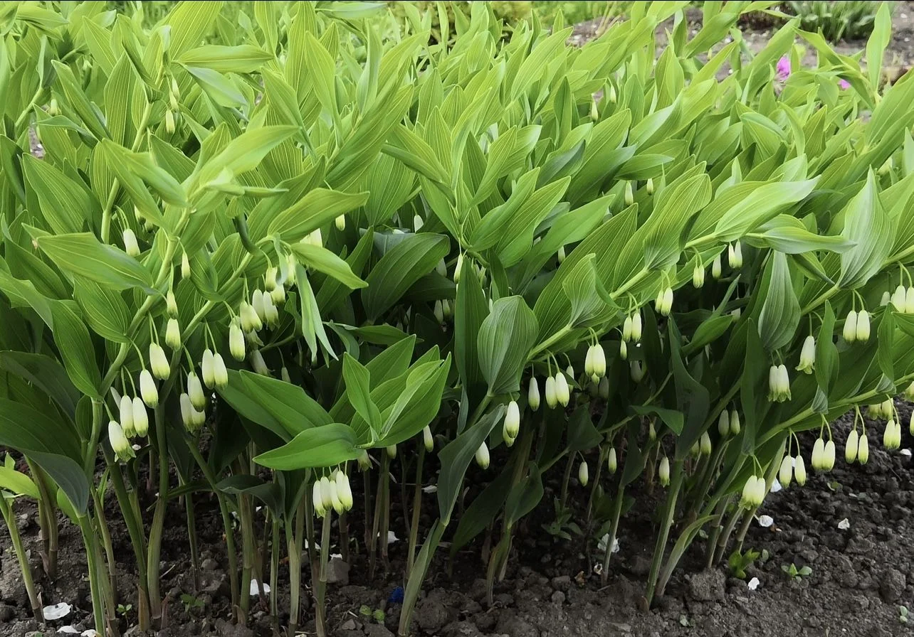 Купена Максимовича