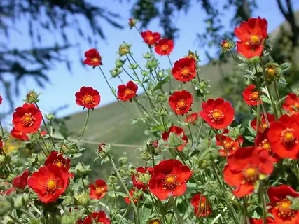 Лапчатка кроваво-красная Гибсон Скарлет - 2 изображение