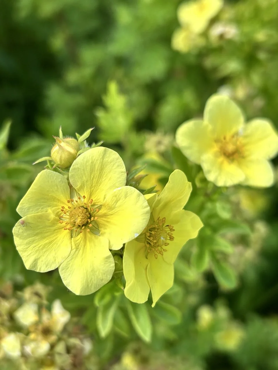 Лапчатка кустарниковая Солнечный зайчик