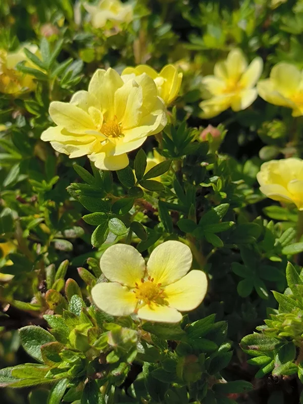 Лапчатка кустарниковая Солнечный зайчик - 2 изображение
