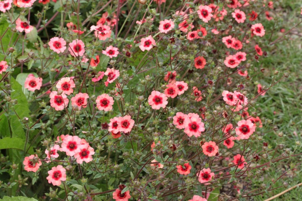 Лапчатка непальская "Мисс Вильмат" - 2 изображение