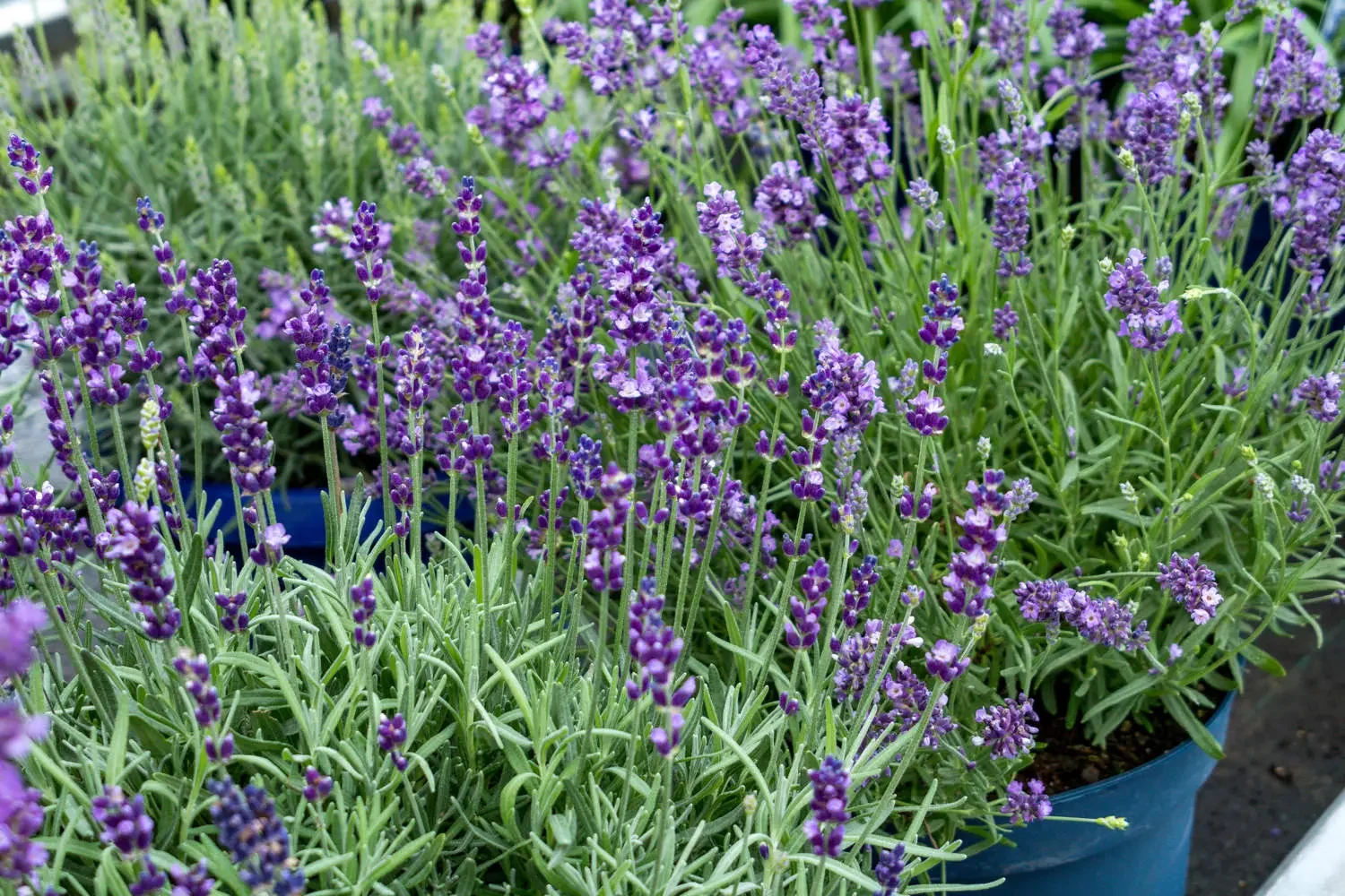 Лаванда узколистная "Блу Спир"