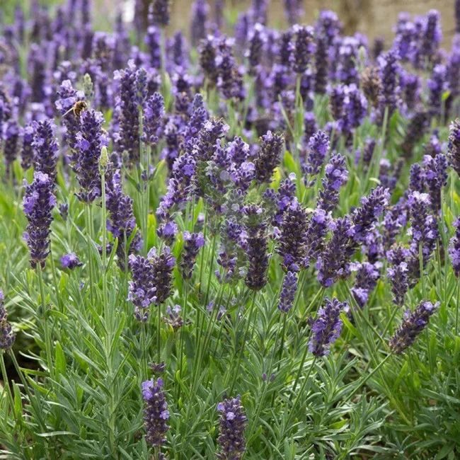 Лаванда узколистная "Блу Спир" - 2 изображение