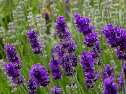 Лаванда узколистная "Блу Сцент Эрли"