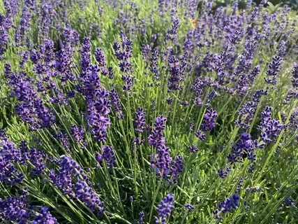Лаванда узколистная "Блу Сцент Эрли" - 2 изображение