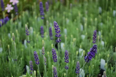 Лаванда узколистная "Блу Тор"