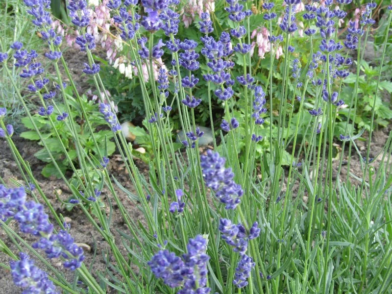Лаванда узколистная - 2 изображение