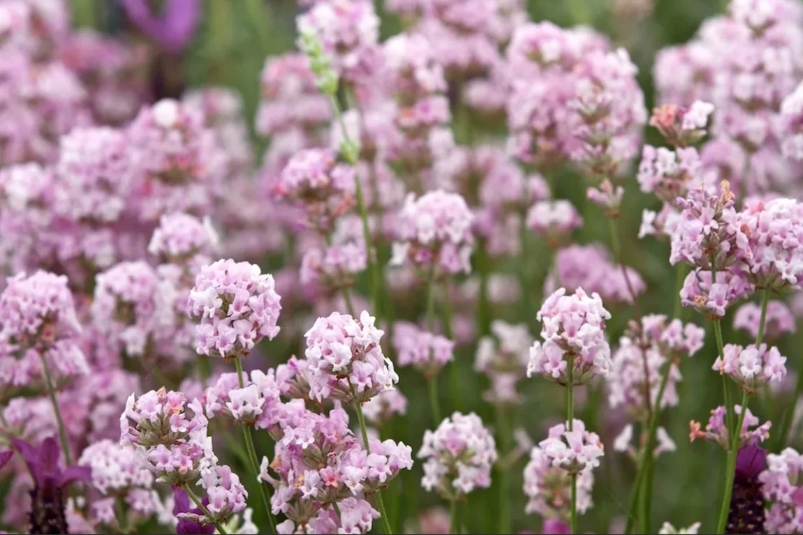 Лаванда узколистная "Розеа" - 2 изображение