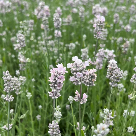 Лаванда узколистная "Вайт Сцент Эрли"