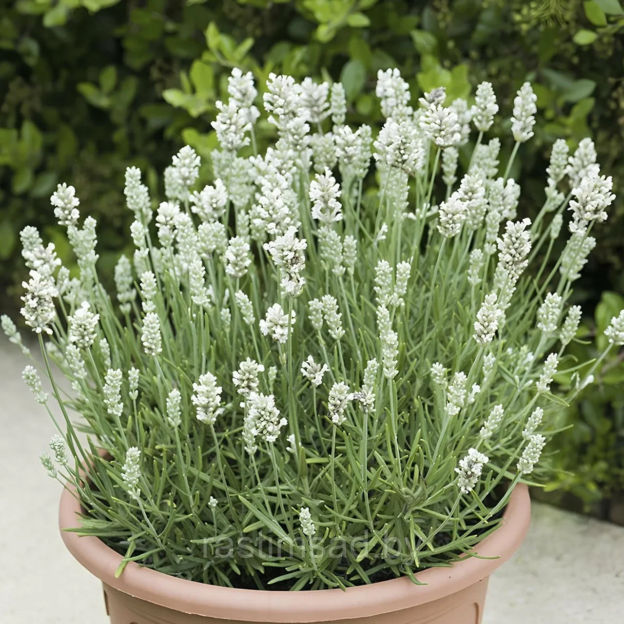 Лаванда узколистная "Вайт Сцент Эрли" - 2 изображение