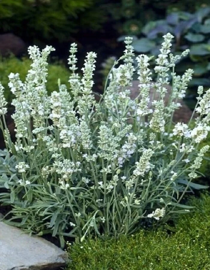 Лаванда узколистная "Вайт Сцент Компакт" - 2 изображение