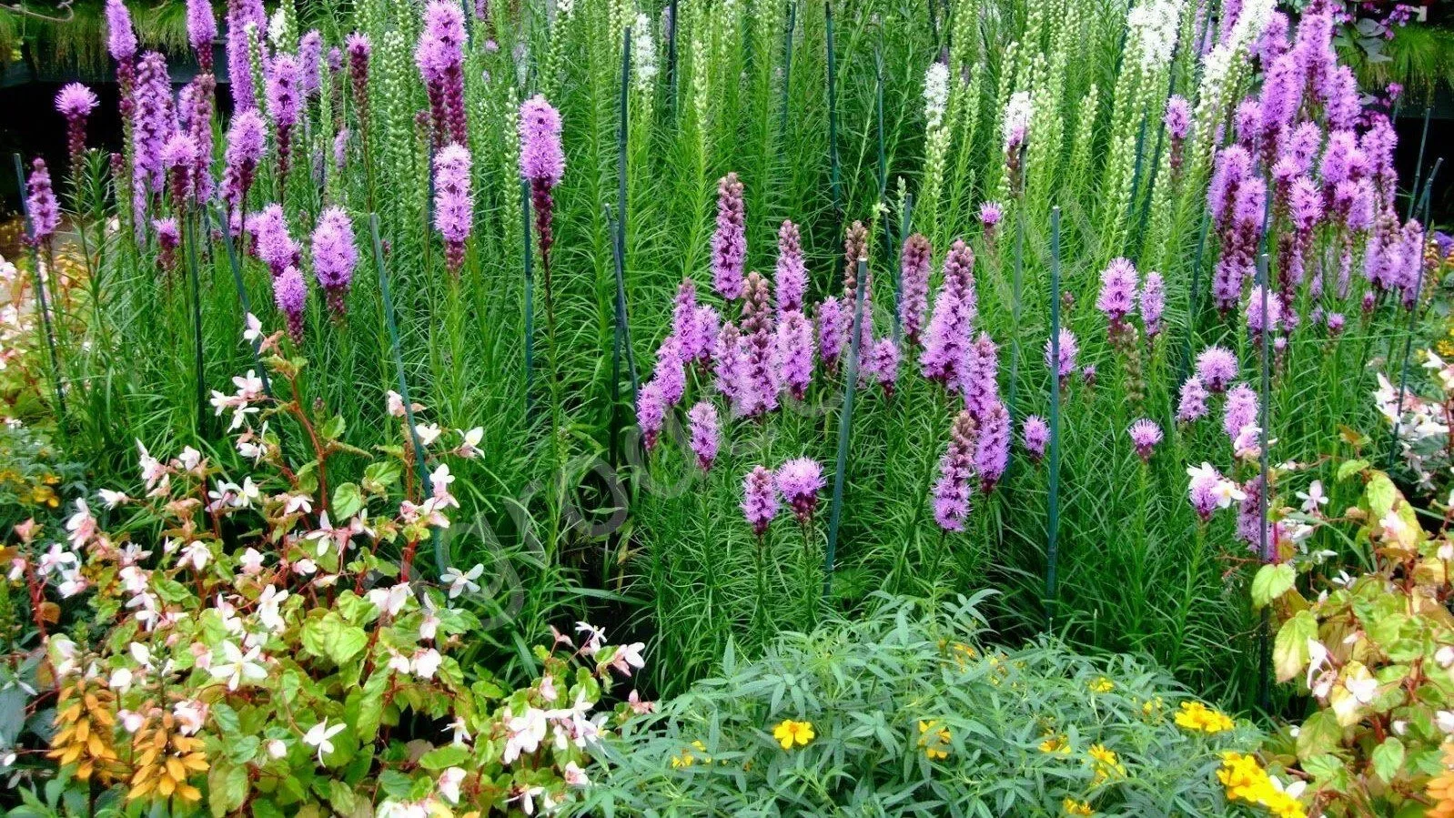 Лиатрис колосковый "Чарли" - 2 изображение