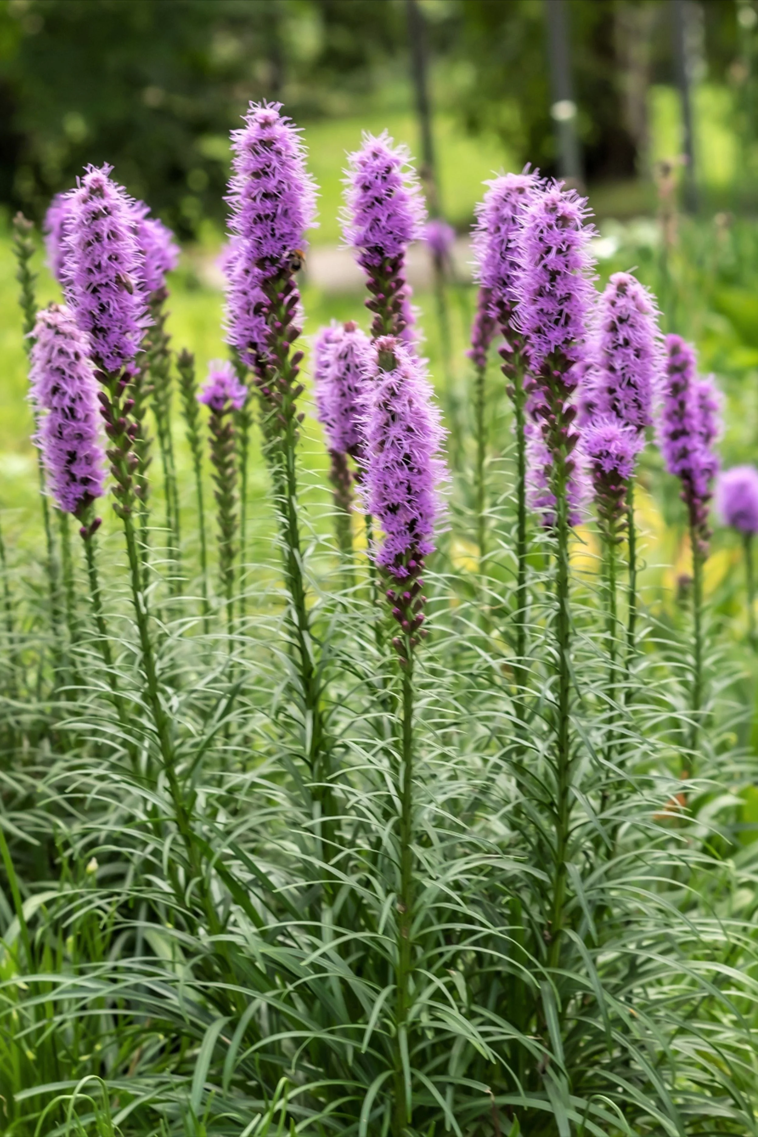 Лиатрис колосковый