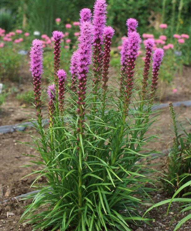 Лиатрис колосковый - 2 изображение
