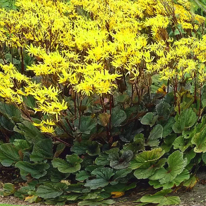 Бузульник зубчатый "Отелло"