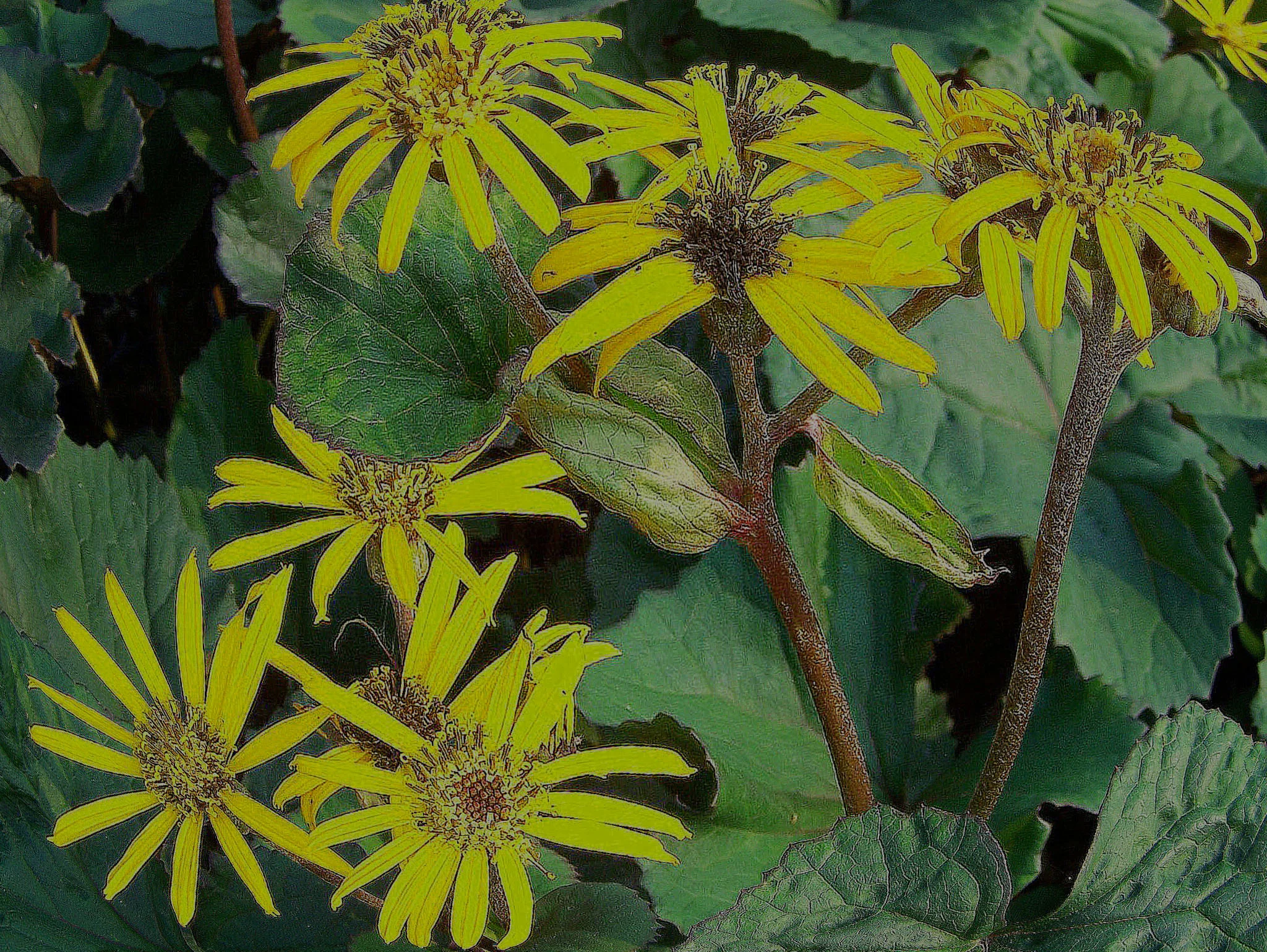 Бузульник зубчатый "Отелло" - 2 изображение