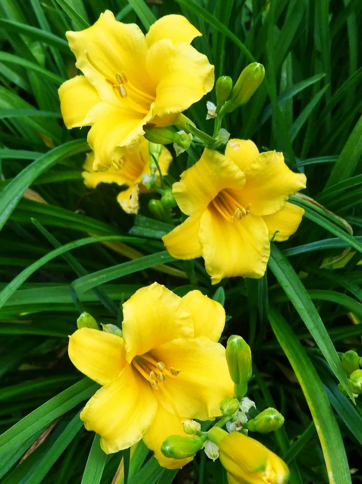 Лилейник гибридный "Стелла д'Оро"