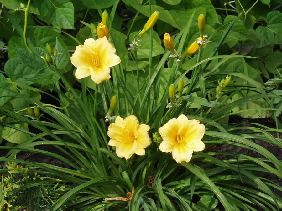 Лилейник гибридный "Стелла д'Оро" - 2 изображение