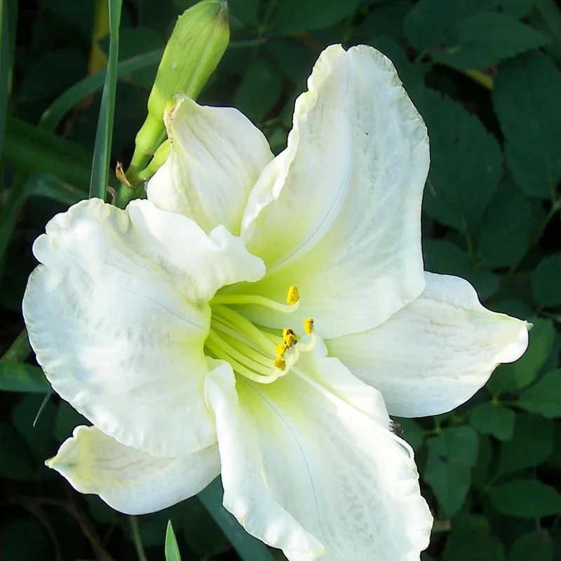 Лилейник гибридный "Вайт Темптейшен"