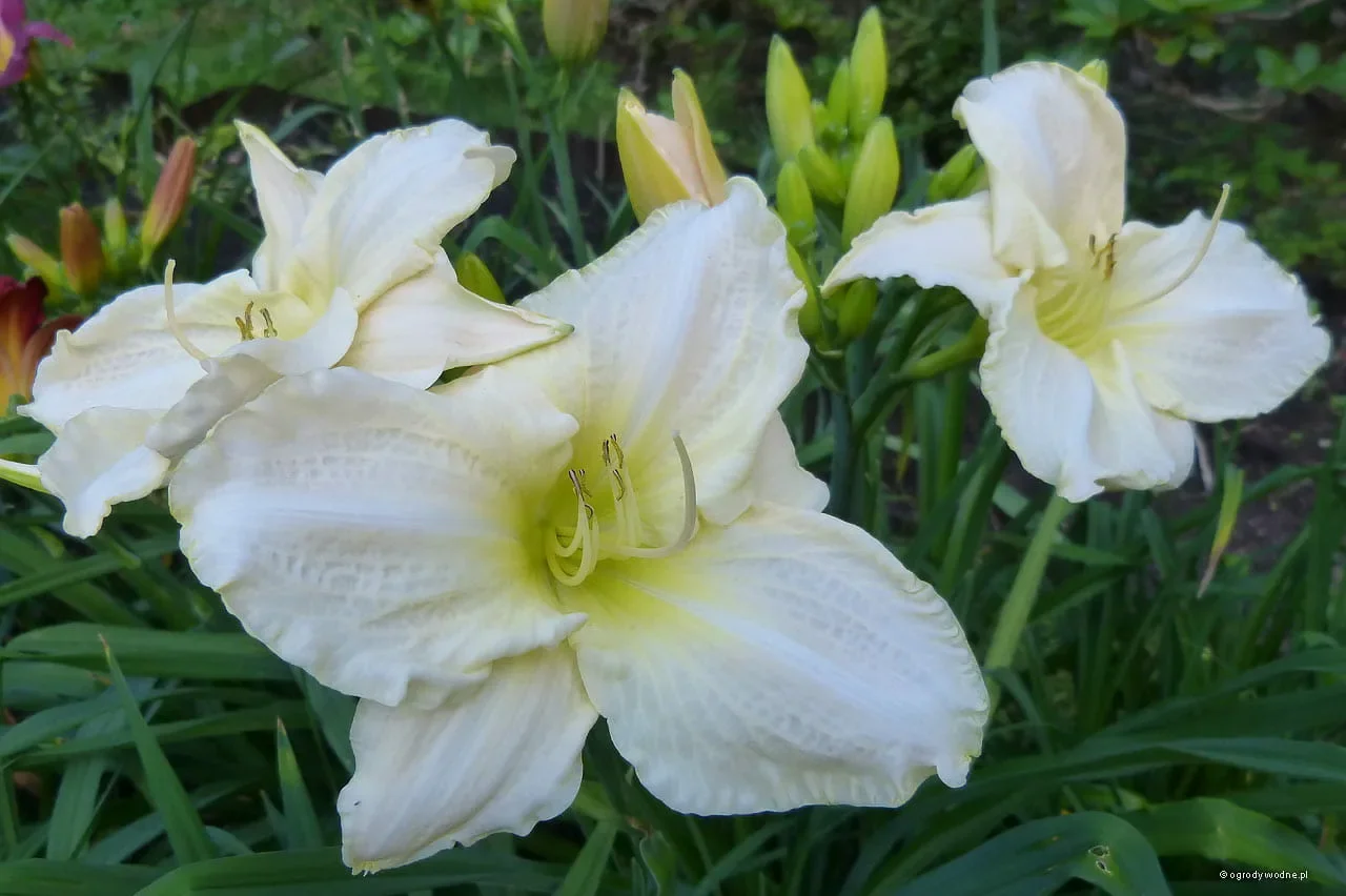 Лилейник гибридный "Вайт Темптейшен" - 2 изображение