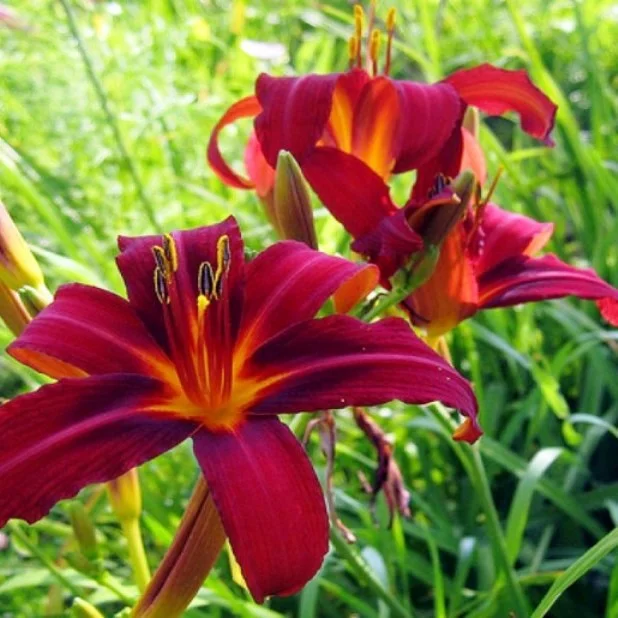 Лилейник Кримсон Пират  - 2 изображение