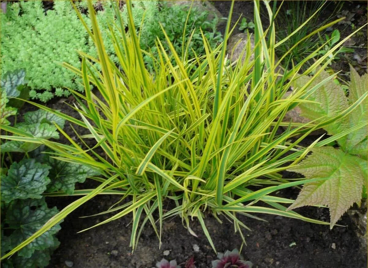 Лисохвост луговой "Ауреовариегатус"