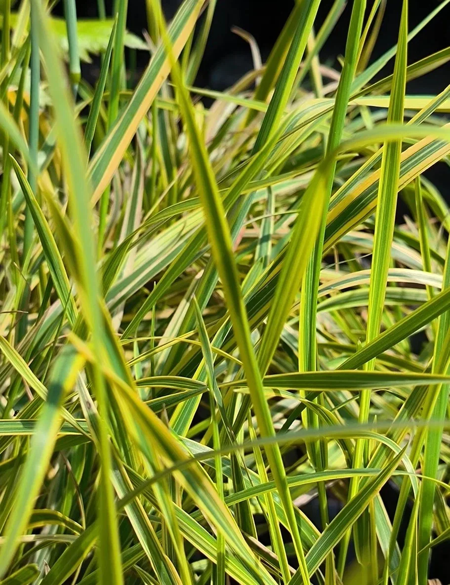 Лисохвост луговой "Ауреовариегатус" - 2 изображение