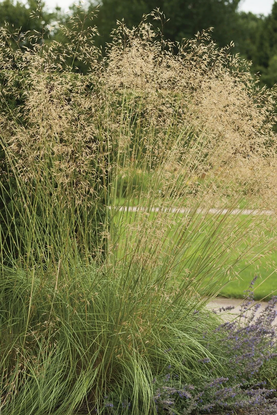 Луговик дернистый Голдшлейер