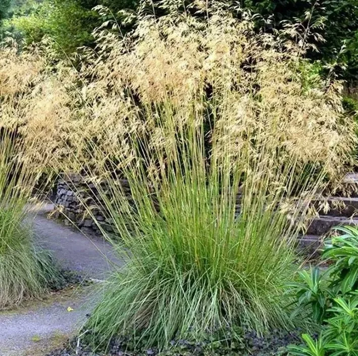 Луговик дернистый Голдшлейер - 2 изображение